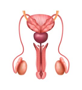 Urethral Stricture